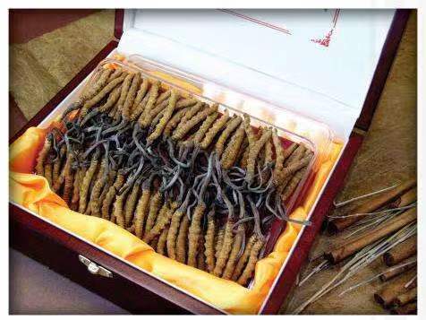 璧山冬虫夏草回收